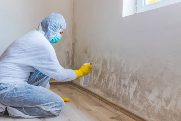 Licensed Basement Mold Remediation service in Haworth, NJ - Cheap Mold Removal