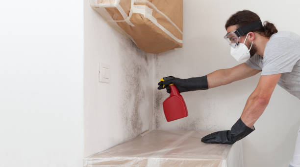 Professional Basement Mold Remediation technician working in Haworth, NJ
