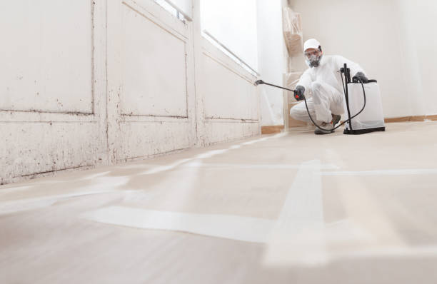 24/7 Emergency Basement Mold Remediation experts in Haworth, NJ